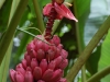 The Amazonian jungle is totally bananas - there is life everywhere and in a thousand surprising and amazing forms
