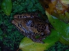 This highly patterned chap is a Clown Tree Frog