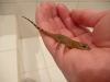 This is the rarely seen Tiny Shower Lizard... okay, so its real name is the Bridled Forest Gecko