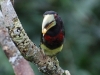 Would you like a nut? What an admirably generous bird