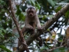 Next up is the White-fronted Capuchin, a slightly bigger monkey with a prehensile tail - you can just see how it is curled around a branch behind him