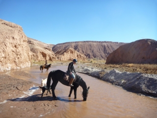 Stopping for a drink before crossing the San Pedro. We were joined on the four hour ramble by three energetic hounds