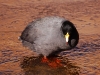 Elsewhere on the altiplano we saw Giant Coots paddling in water still thick with ice - brrrrr!