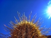 Our final stop was Cactus Valley, so called because... well, duh
