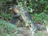 These huge monitor lizards shared the same pond - thankfully they only fought each other, and were mostly scared of the otters