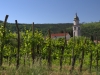 The karst is wine country, and very good wine at that