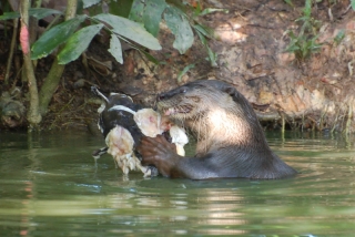 Nom, nom, nom. I've no idea how big that fish started, but it looks huge