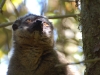 Red-fronted brown lemur