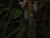 Greater dwarf lemur