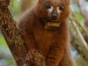 Red-bellied Lemur