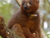 Red-bellied Lemur