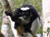 Indri