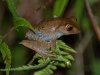 Tree frog