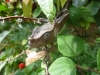 Chameleon