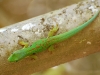 Day gecko