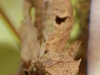 Leaf-tailed gecko