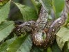 Tree boa