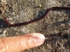 Tiny snake