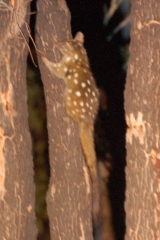 Sorry about the quollity of the chuditch picture (just to explain: the chuditch is a type of quoll, so 'quollity' is funny yes?)