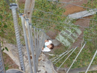 That's a long way down, and metal pegs hammered into the tree's living trunk are a daunting ladder