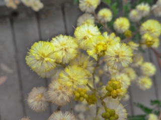 Acacia blossom in the Sydney Harbour National Park