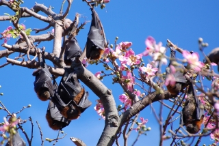 Bats and blossom go together like Meatloaf and Enya