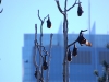 For us nature-lovers, the Royal Botanic Gardens are also home to a huge colony of urban flying foxes