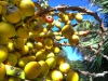 There\'s plenty of fruit for them in the city\'s parks and gardens