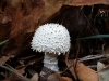 On a walk in the suburban Royal National Park we saw signs of autumn drawing in, though the temperature was still 23