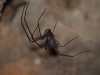 C for Cave spider! Found when we went in search of glow-worms at Mountain Valley Wilderness