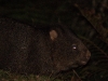 Call it a cuddly bulldozer or a fuzzy-wuzzy tank, we were delighted to finally see a Wombat