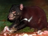 Although he was mainly here to steal all the meat left out on the veranda - we saw eight different devils in all, identifiable by their white patches
