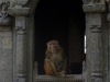 22.MonkeyWindow