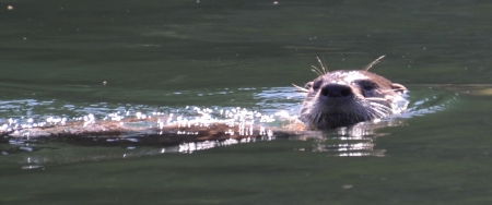 Otter in the stream, checking us out