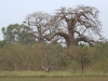 Baobab