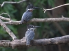 Kingfishers-001
