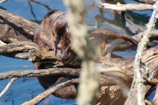 otterfall
