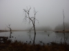 Tillietudlem in the fog