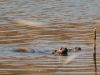 Otters