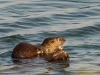 Otter teef