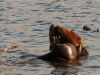 Otters