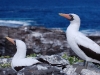 Or standing diligent guard over them while they are nesting