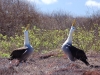 Love leads to beautiful and graceful courtship rituals