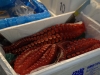 Tentacles to go?