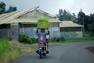 Look, no hands. Only lettuce. Surely having the word 'DANGER' scrawled on your jacket is beyond ironic