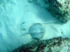 This little round one is a Golden Ray (spot the sneaky Stingray!)