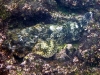 And this almost invisible and deadly fellow is a Stonefish - at first I though Andreas was joking when he said there was a fish here