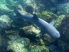 Oooo!  And a White-tipped Reef Shark, which Wilo had told us was perfectly safe but which still gave me a start when it swam towards me