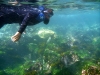 But our second-best underwater encounter was definitely with the placid and wonderful Green Turtles