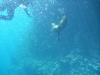 So what was the best encounter underwater then?